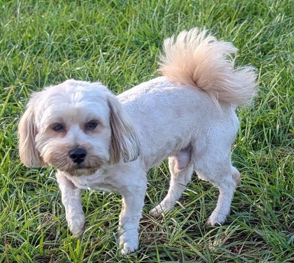 Monchi-12lb Sweet Boy!, Adoptable, Adult Male Maltese & Lhasa Apso.
