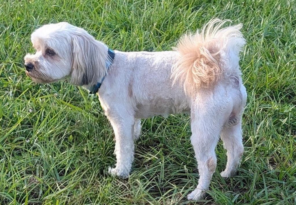 Enlarge Monchi-12lb Sweet Boy!, a Adoptable mixed breed in Fort Myers, FL image 2/3