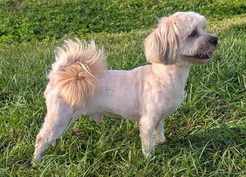 Enlarge Monchi-12lb Sweet Boy!, a Adoptable mixed breed in Fort Myers, FL image 3/3