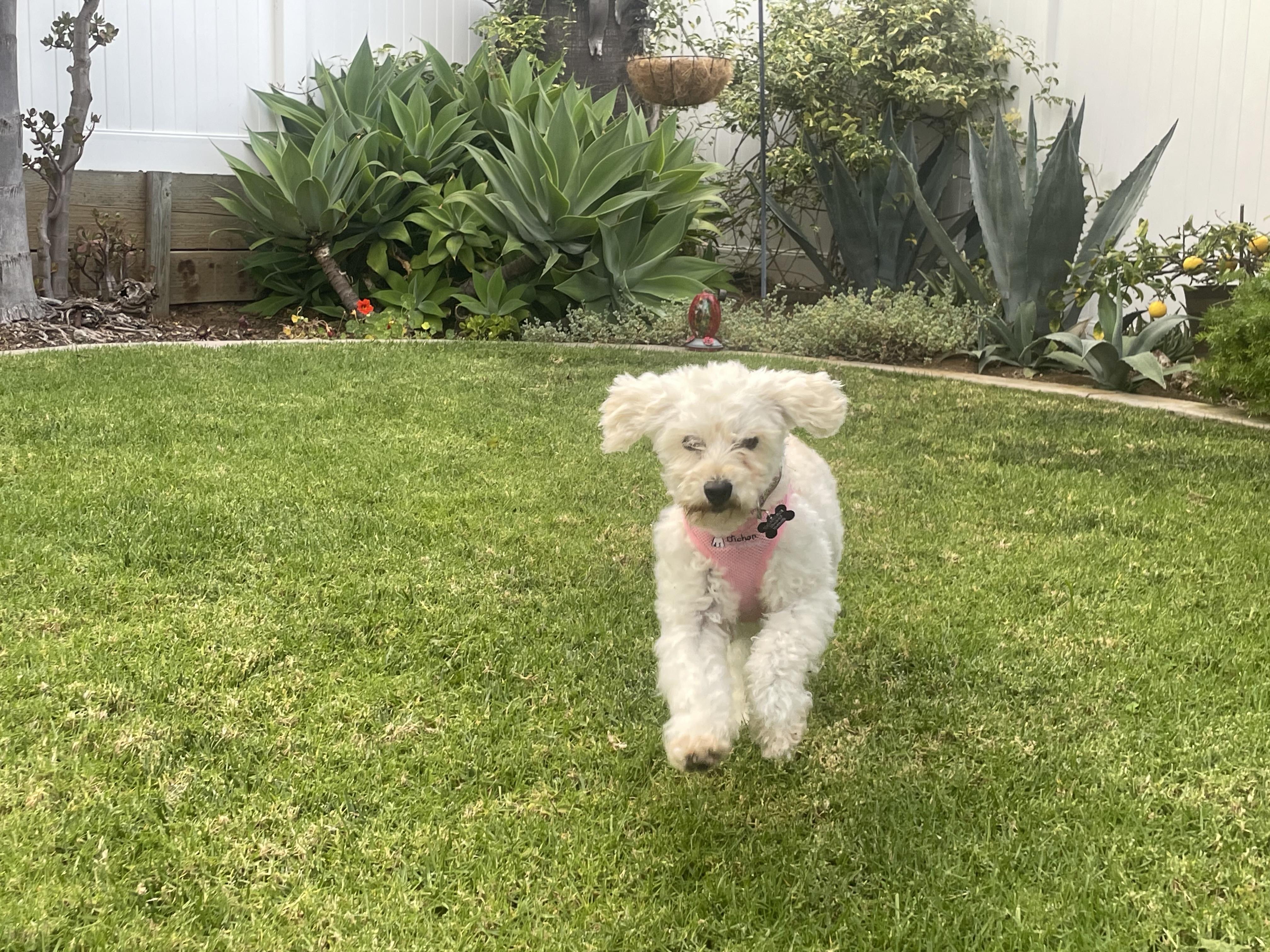 Enlarge Darling Darci, a ADOPTABLE Bichon Frise in Carlsbad, CA image 2/2