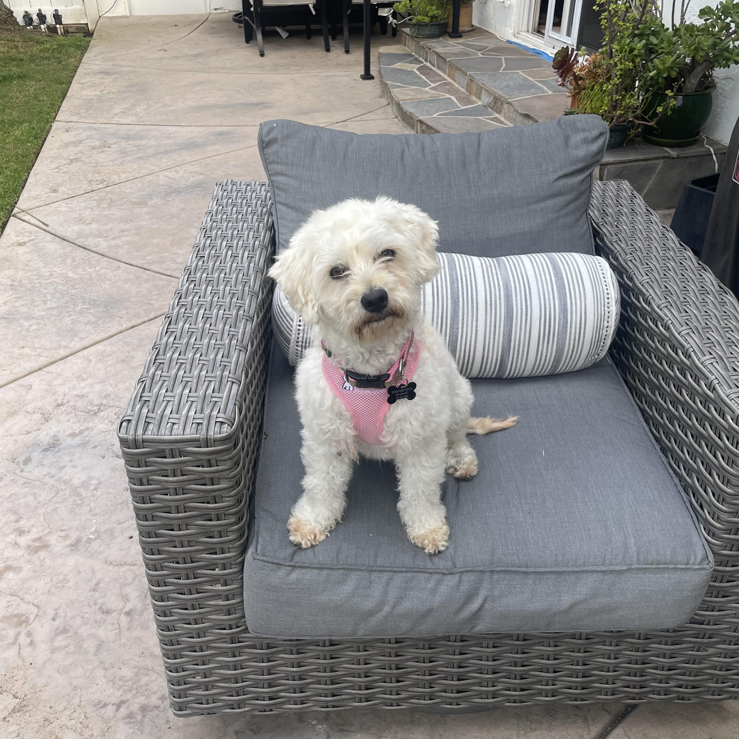 Enlarge Darling Darci, a ADOPTABLE Bichon Frise in Carlsbad, CA image 1/2