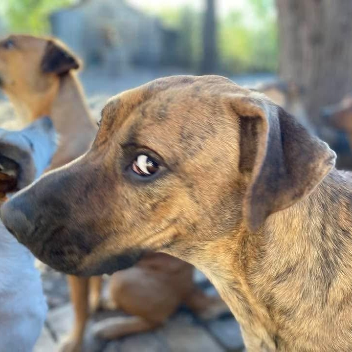 Bubba Pc thumbnail 4