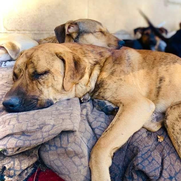 Bubba Pc thumbnail 2