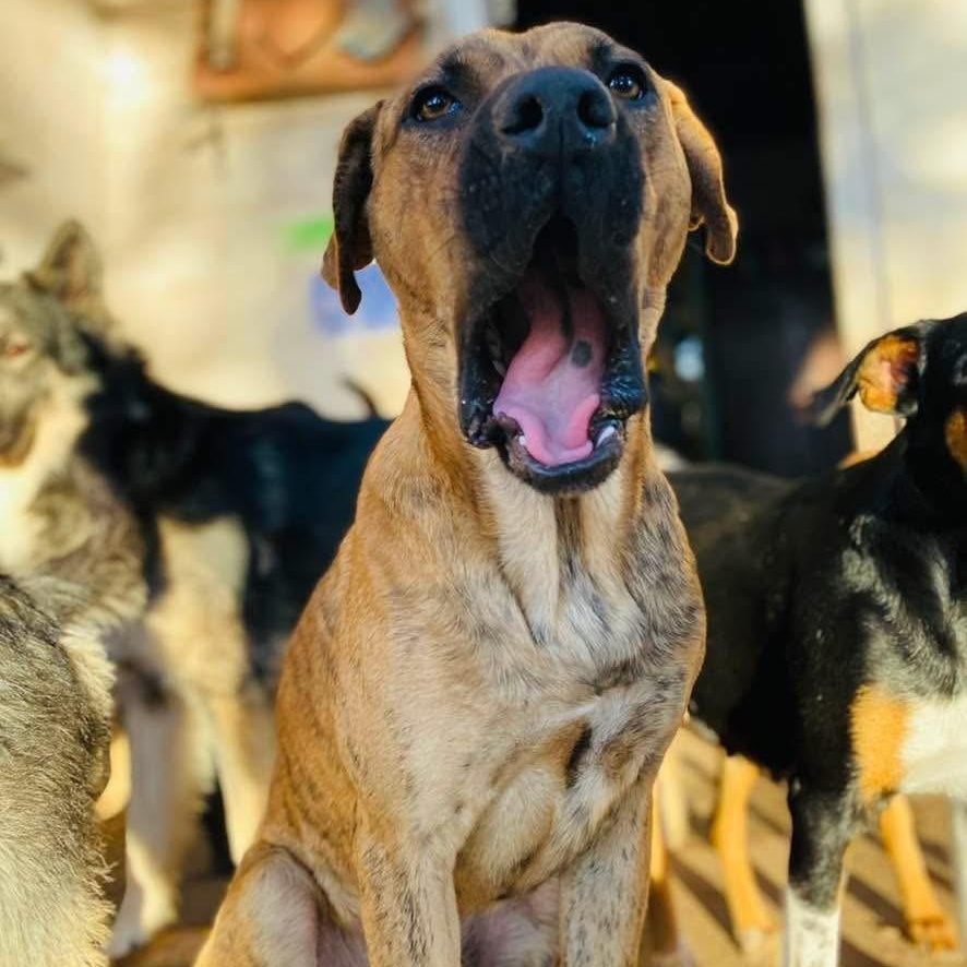 Bubba Pc thumbnail 5