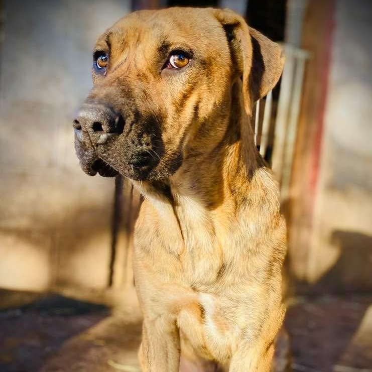 Bubba Pc thumbnail 3