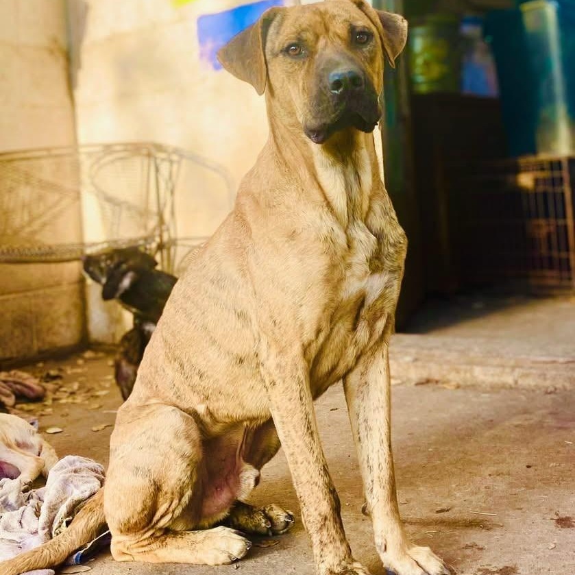 Bubba Pc thumbnail 6