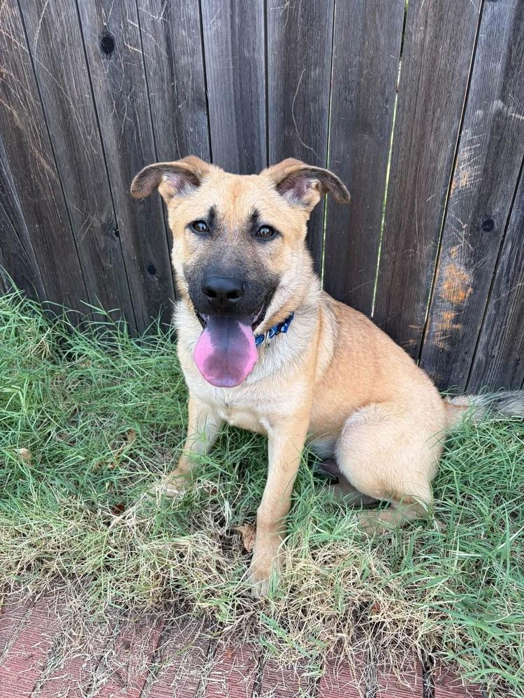 Enlarge Porkchop, a Adoptable mixed breed in Shawnee, OK image 1/5