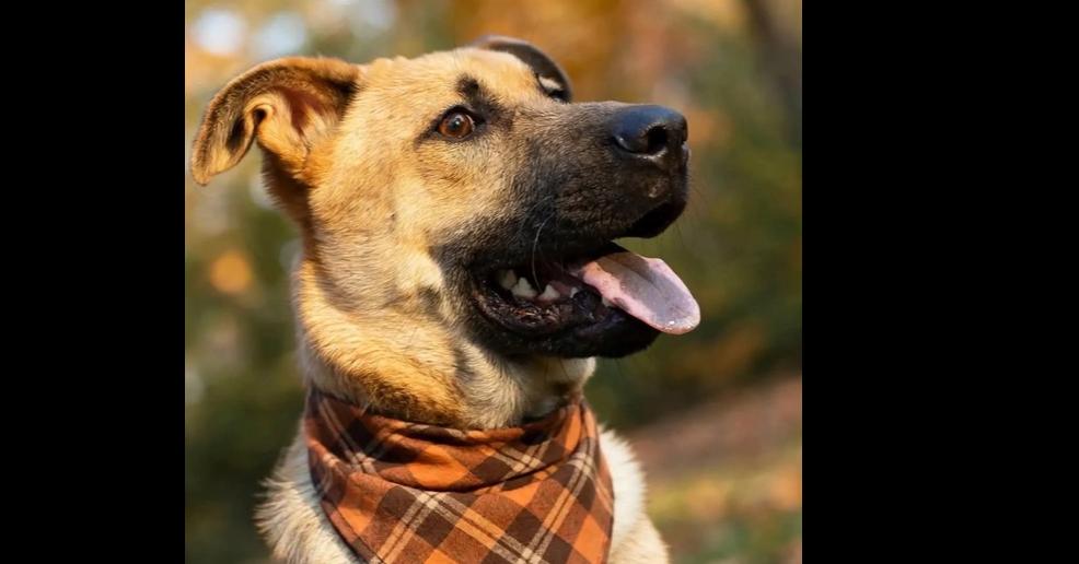 Enlarge Porkchop, a Adoptable mixed breed in Shawnee, OK image 2/5
