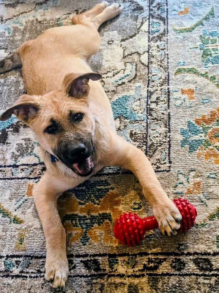Enlarge Porkchop, a Adoptable mixed breed in Shawnee, OK image 3/5
