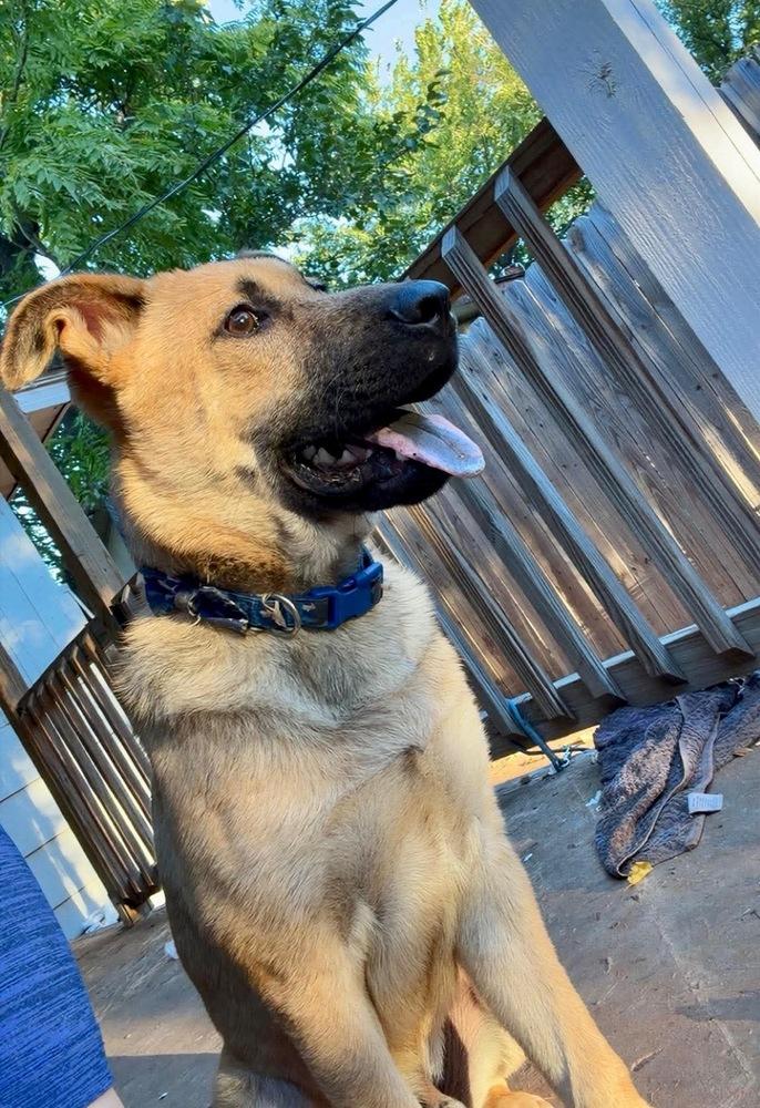 Enlarge Porkchop, a Adoptable mixed breed in Shawnee, OK image 4/5
