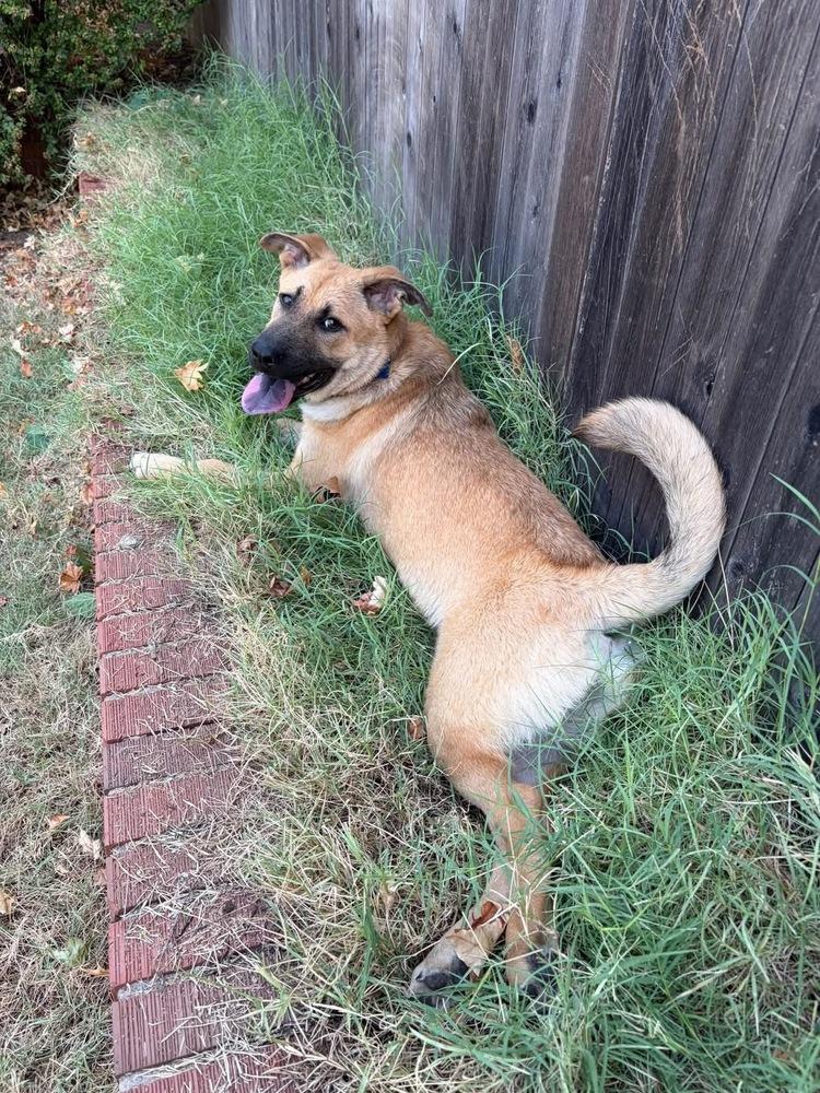 Enlarge Porkchop, a Adoptable mixed breed in Shawnee, OK image 5/5