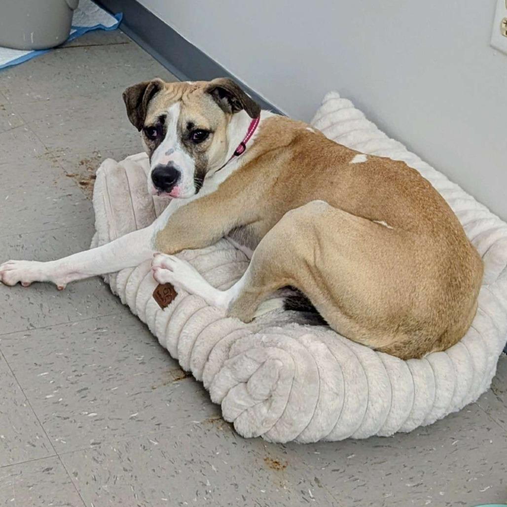 Buttercup, Adoptable, Adult Female Whippet & Beagle.