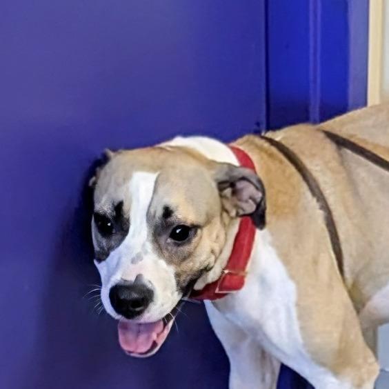 Buttercup, a Adoptable mixed breed in Marysville, OH image 1/2