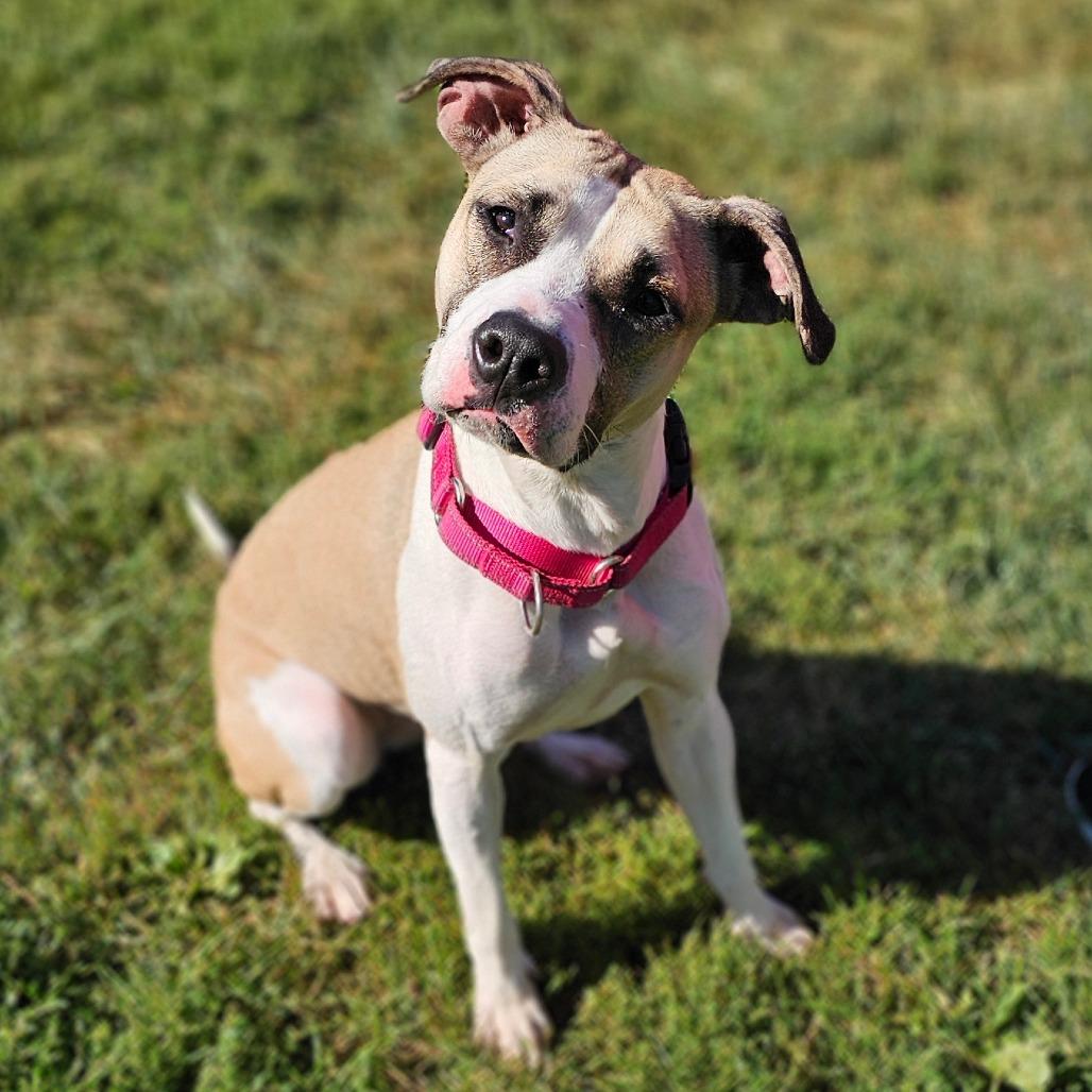 Buttercup, a Adoptable mixed breed in Marysville, OH image 2/2