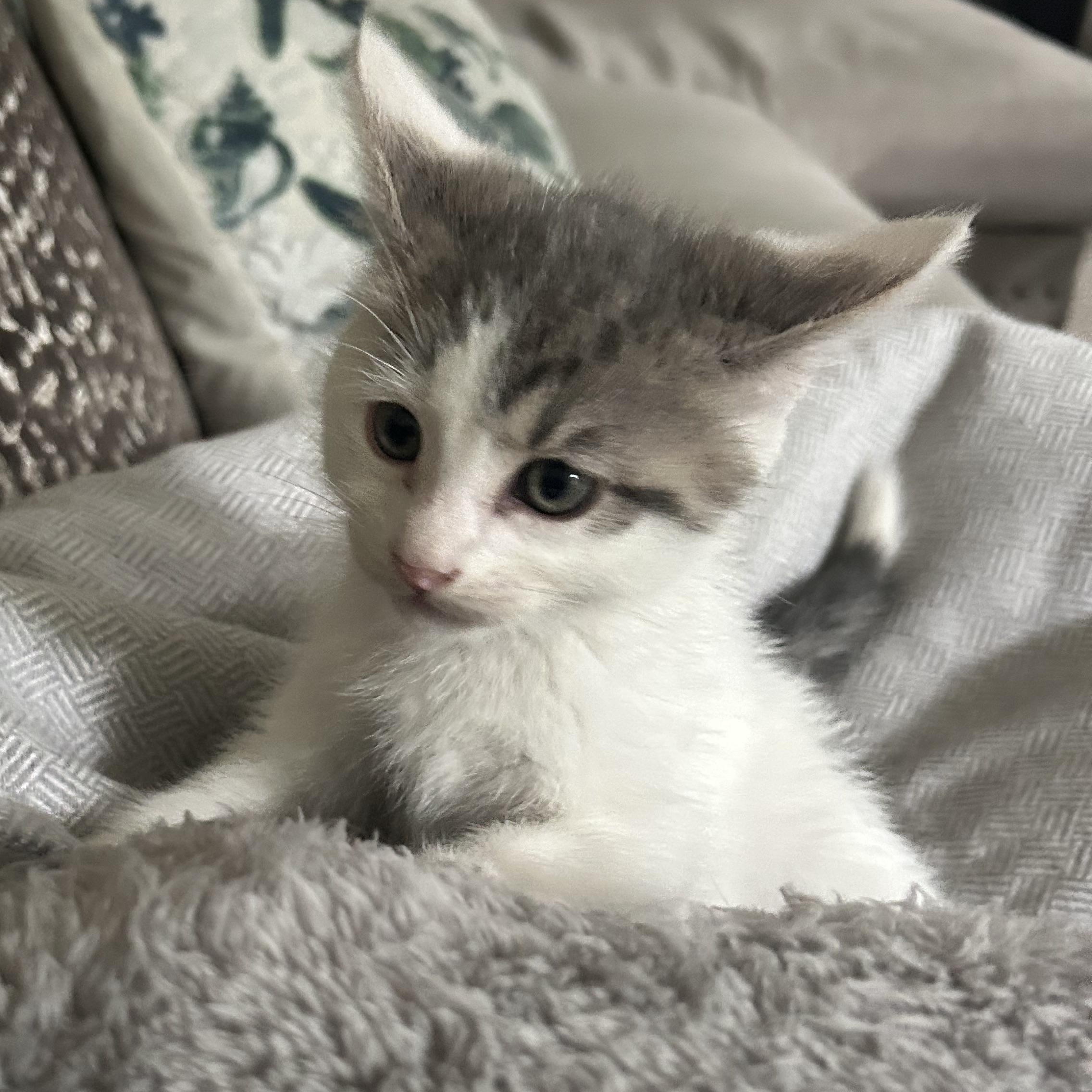 Graham (S'mores), Baby Male Domestic Short Hair