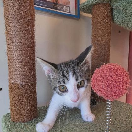 Miso, a Adoptable mixed breed in Scottsbluff, NE image 1/3