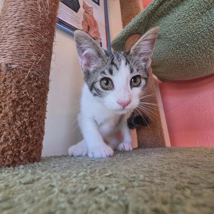 Miso, a Adoptable mixed breed in Scottsbluff, NE image 2/3