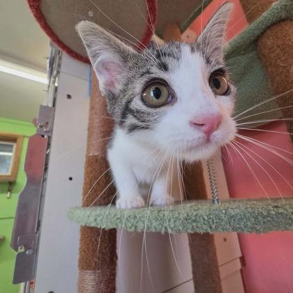 Miso, a Adoptable mixed breed in Scottsbluff, NE image 3/3