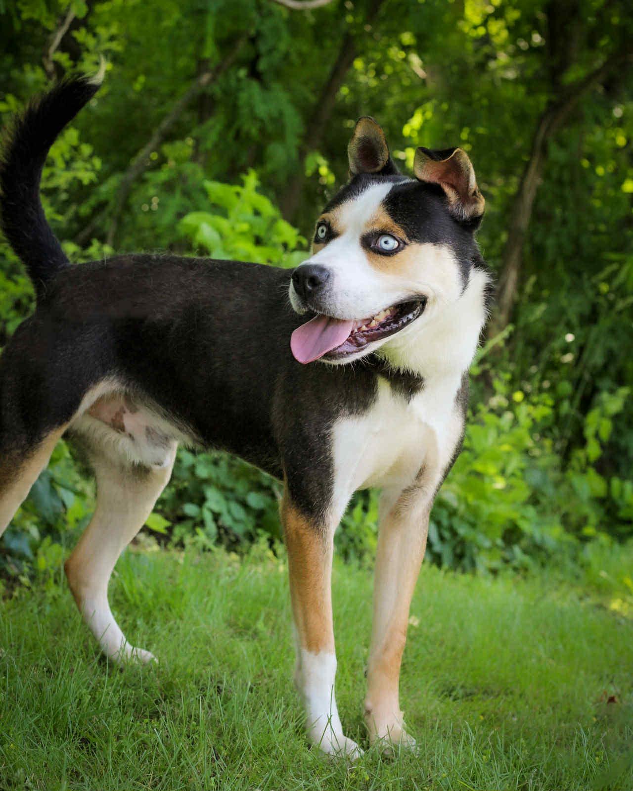 Billy Joe, Adoptable, Adult Male Husky & Pit Bull Terrier.
