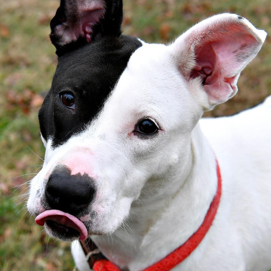 Enlarge Fruit-cake, a Adoptable Pit Bull Terrier in York, PA image 1/6
