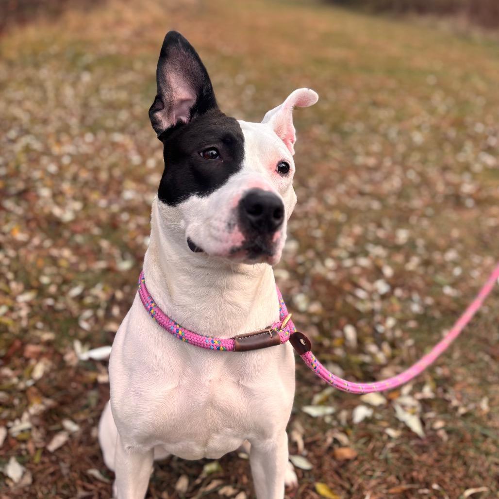 Fruit-cake, Adoptable, Adult Female Pit Bull Terrier.