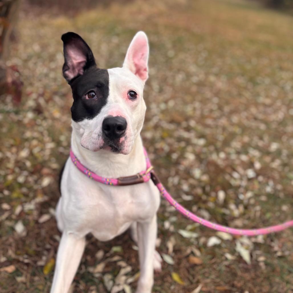 Enlarge Fruit-cake, a Adoptable Pit Bull Terrier in York, PA image 2/6