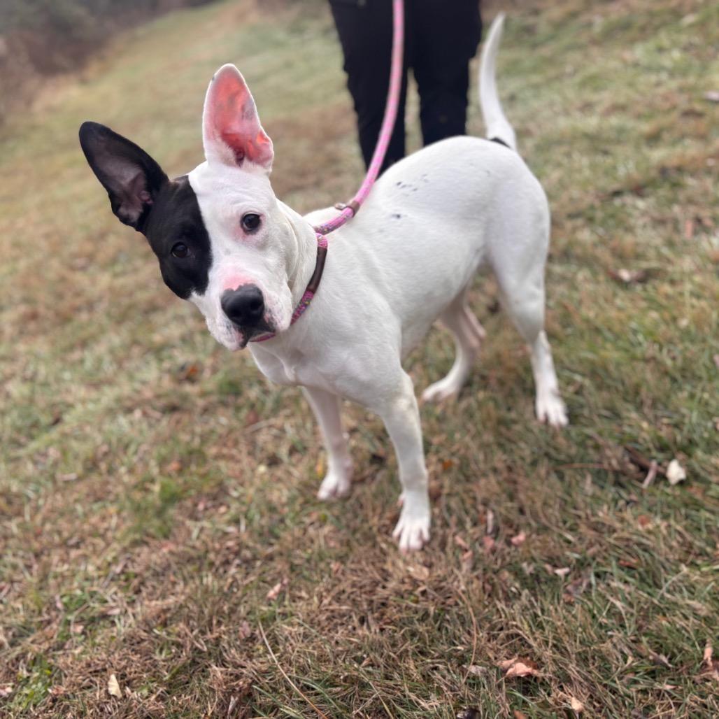 Enlarge Fruit-cake, a Adoptable Pit Bull Terrier in York, PA image 3/6