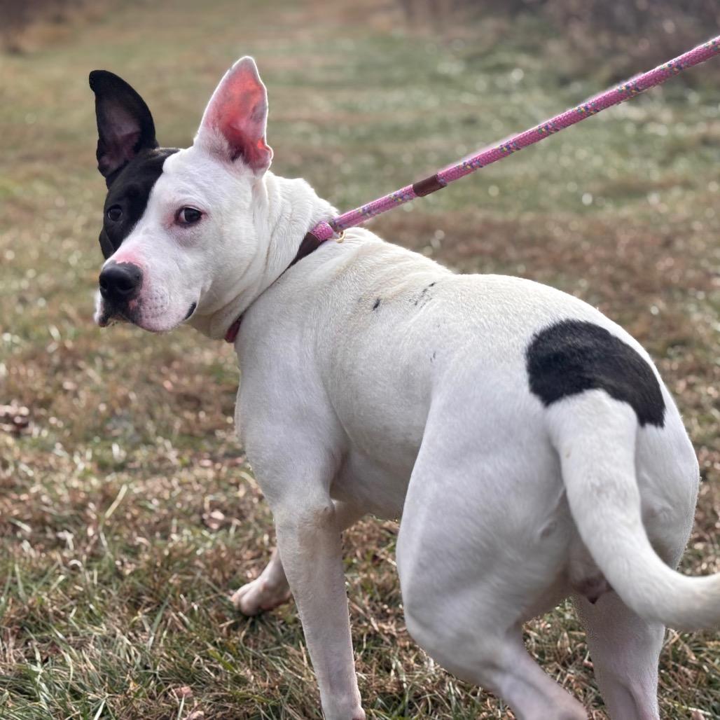 Enlarge Fruit-cake, a Adoptable Pit Bull Terrier in York, PA image 4/6