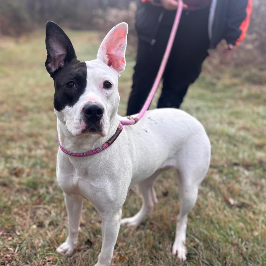 Enlarge Fruit-cake, a Adoptable Pit Bull Terrier in York, PA image 5/6