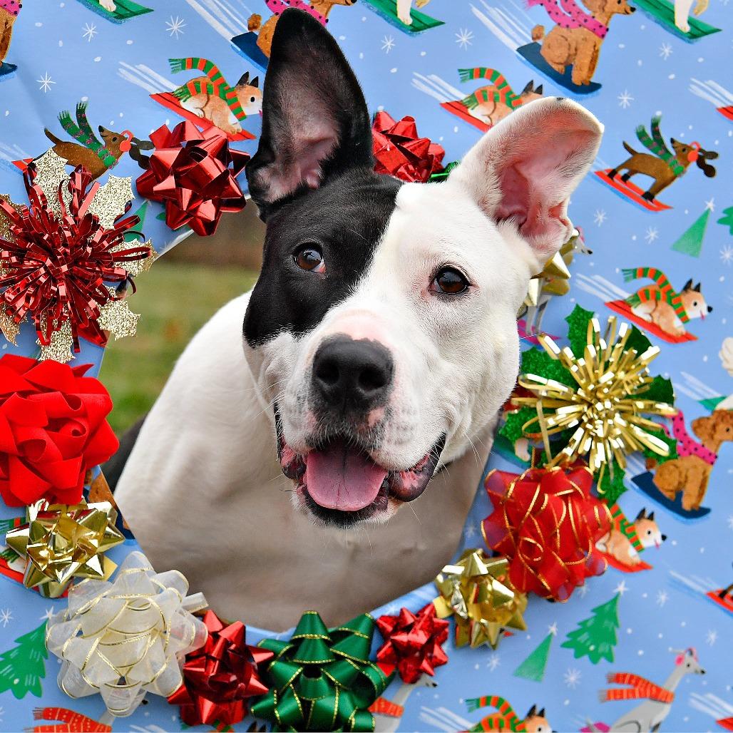 Enlarge Fruit-cake, a Adoptable Pit Bull Terrier in York, PA image 6/6