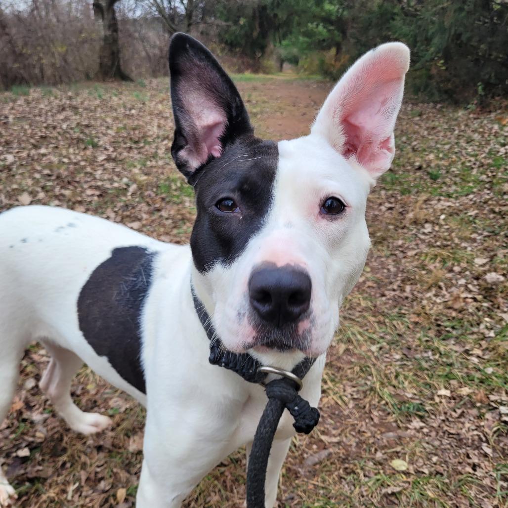 Enlarge Fruit-cake, a Adoptable Pit Bull Terrier in York, PA image 6/6