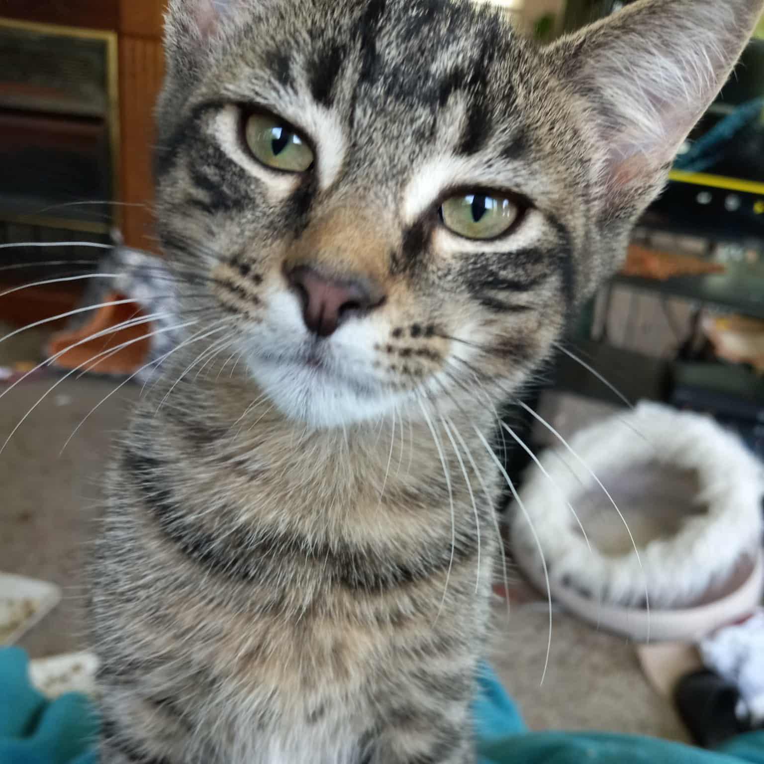 Enlarge Harry Potter, a Adoptable mixed breed in Harrisburg, PA image 1/6