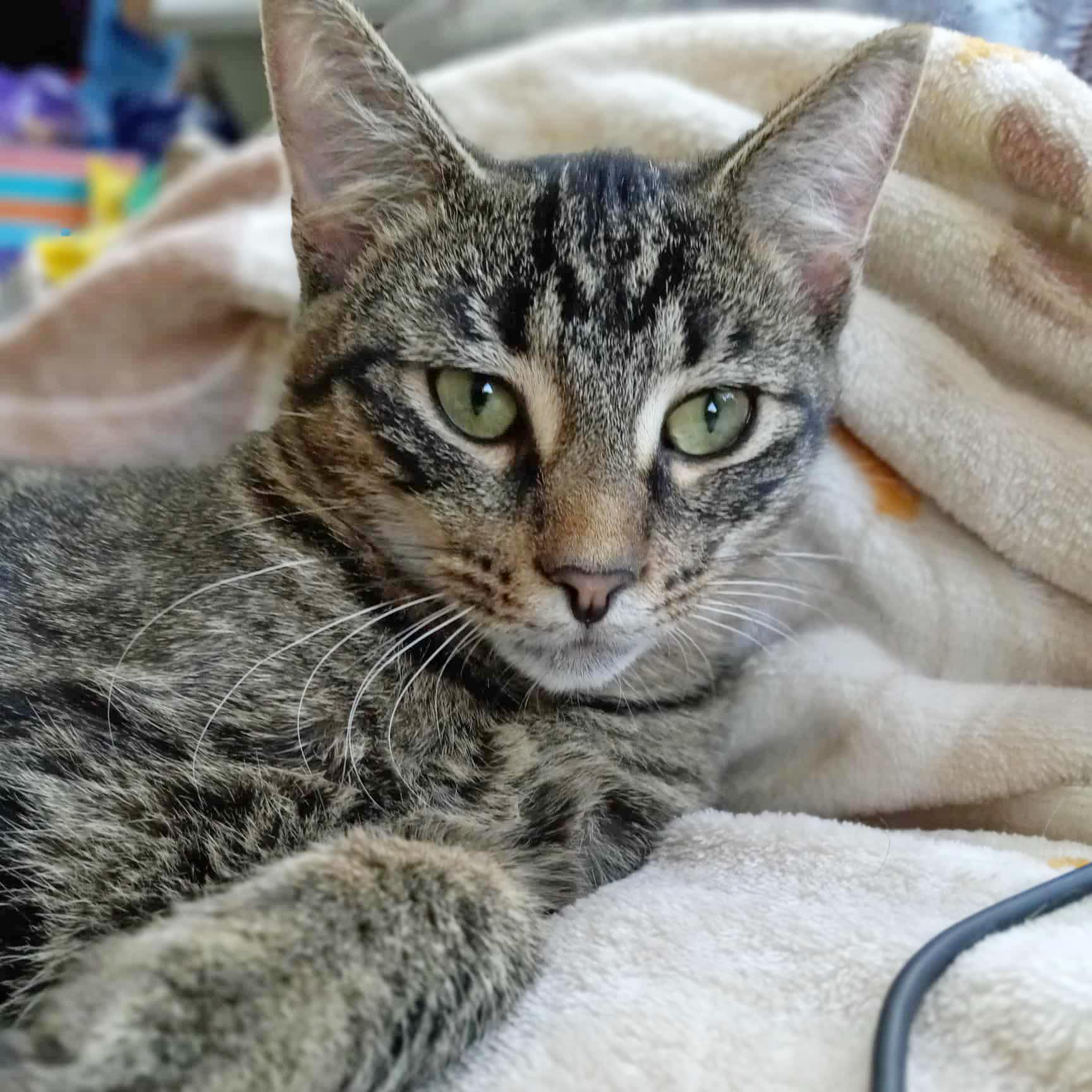 Enlarge Harry Potter, a Adoptable mixed breed in Harrisburg, PA image 2/6