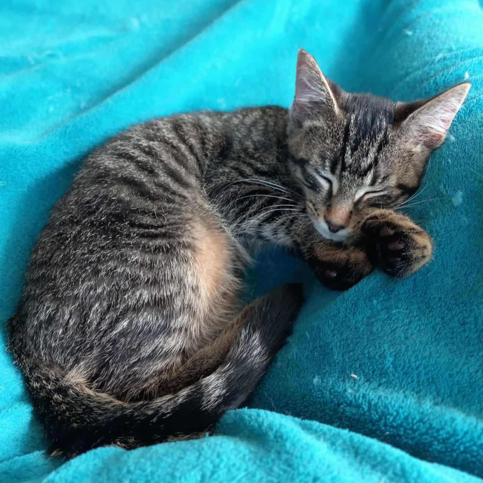 Enlarge Harry Potter, a Adoptable mixed breed in Harrisburg, PA image 6/6