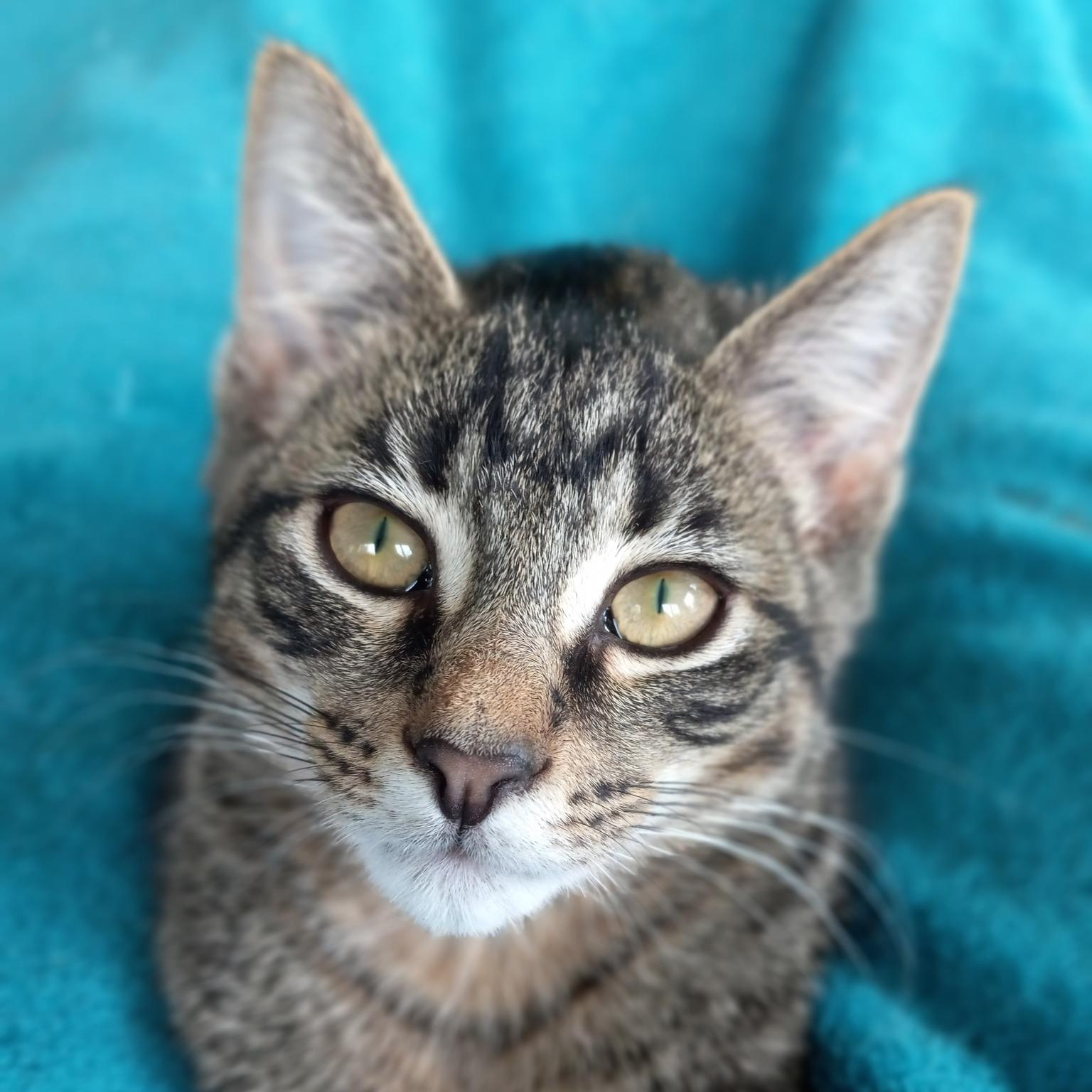 Enlarge Harry Potter, a Adoptable mixed breed in Harrisburg, PA image 3/6