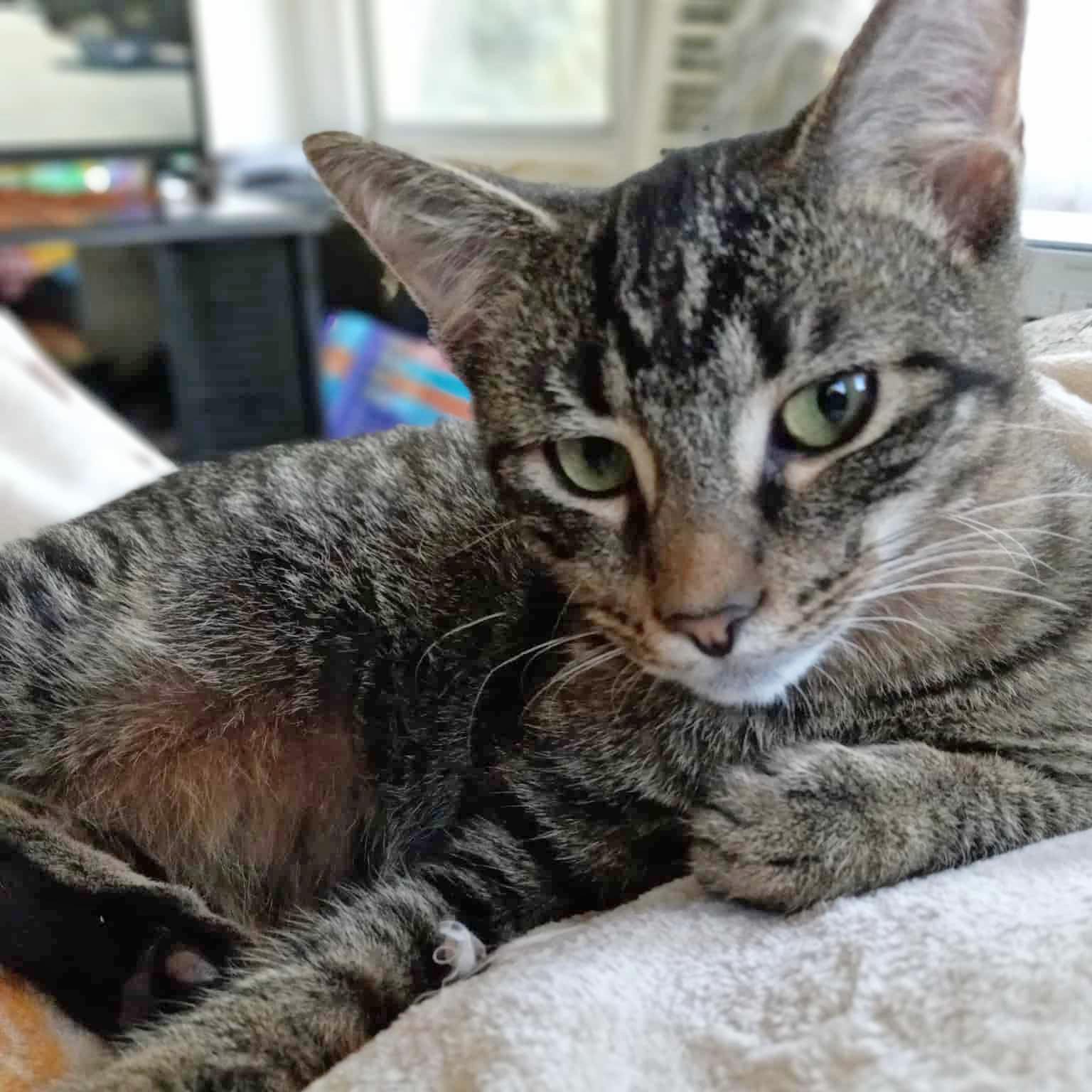 Enlarge Harry Potter, a Adoptable mixed breed in Harrisburg, PA image 4/6