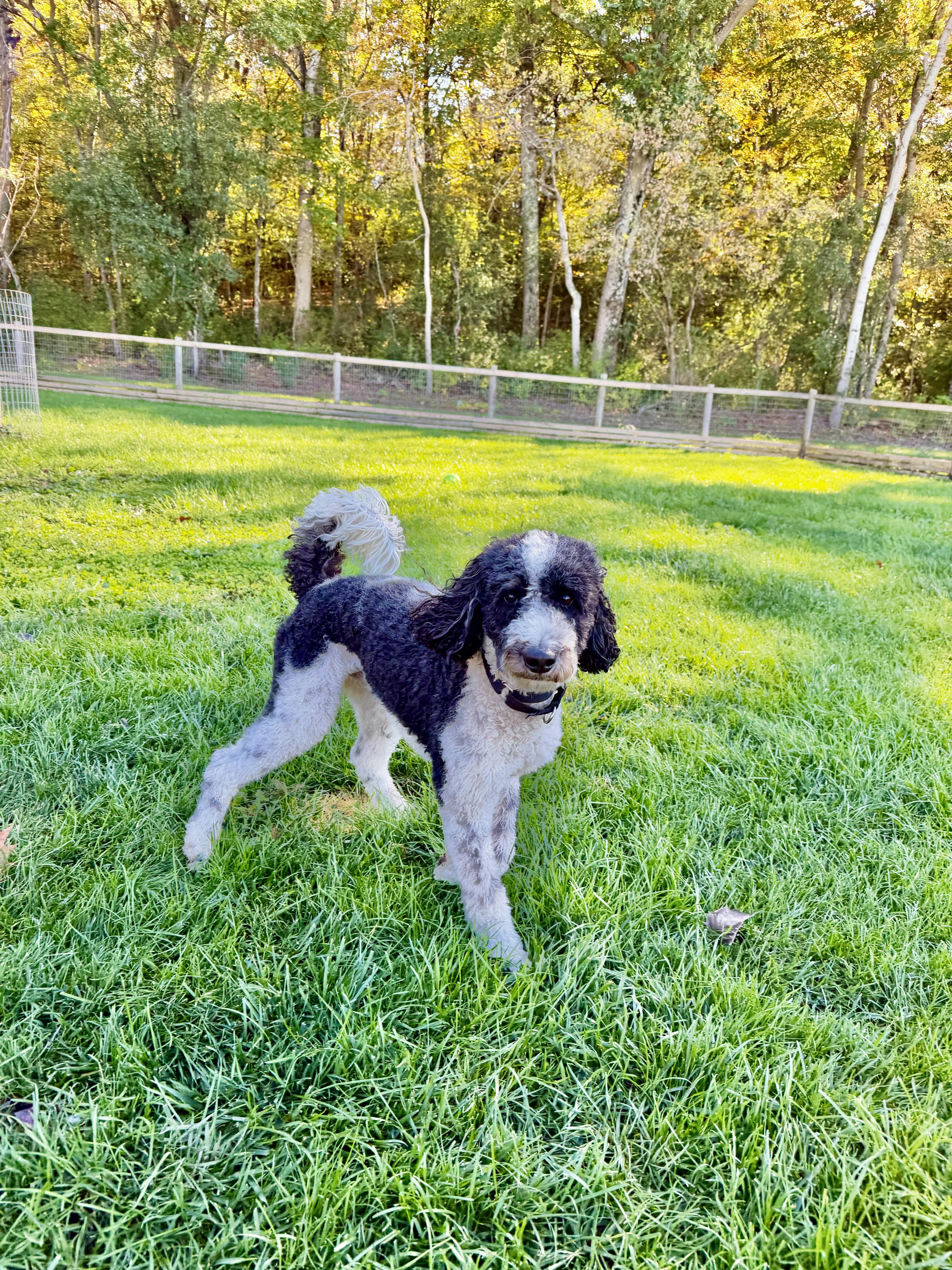 Enlarge Chip, a Adoptable mixed breed in Waukesha , WI image 5/5
