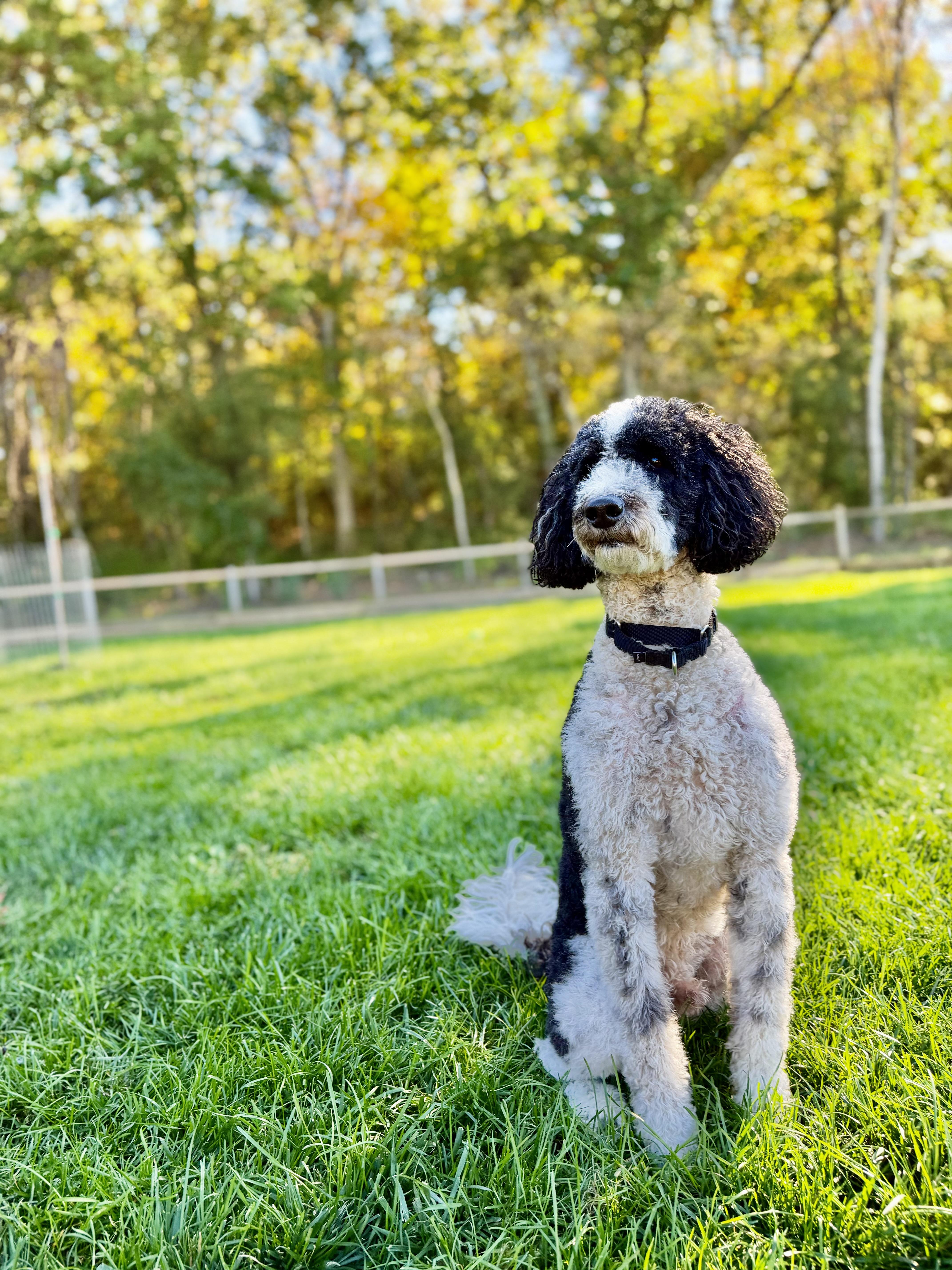 Enlarge Chip, a Adoptable mixed breed in Waukesha , WI image 1/5