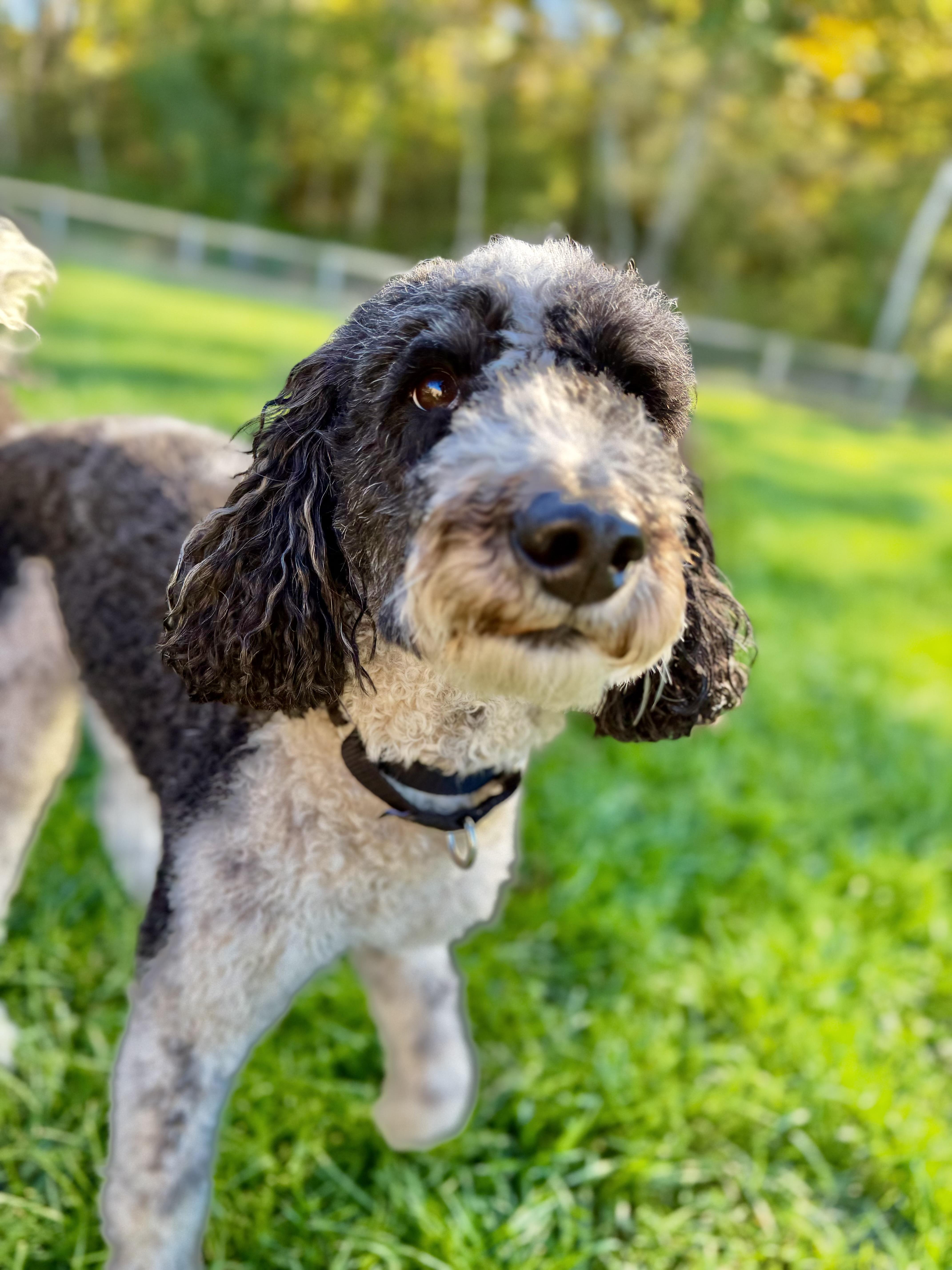 Enlarge Chip, a Adoptable mixed breed in Waukesha , WI image 2/5
