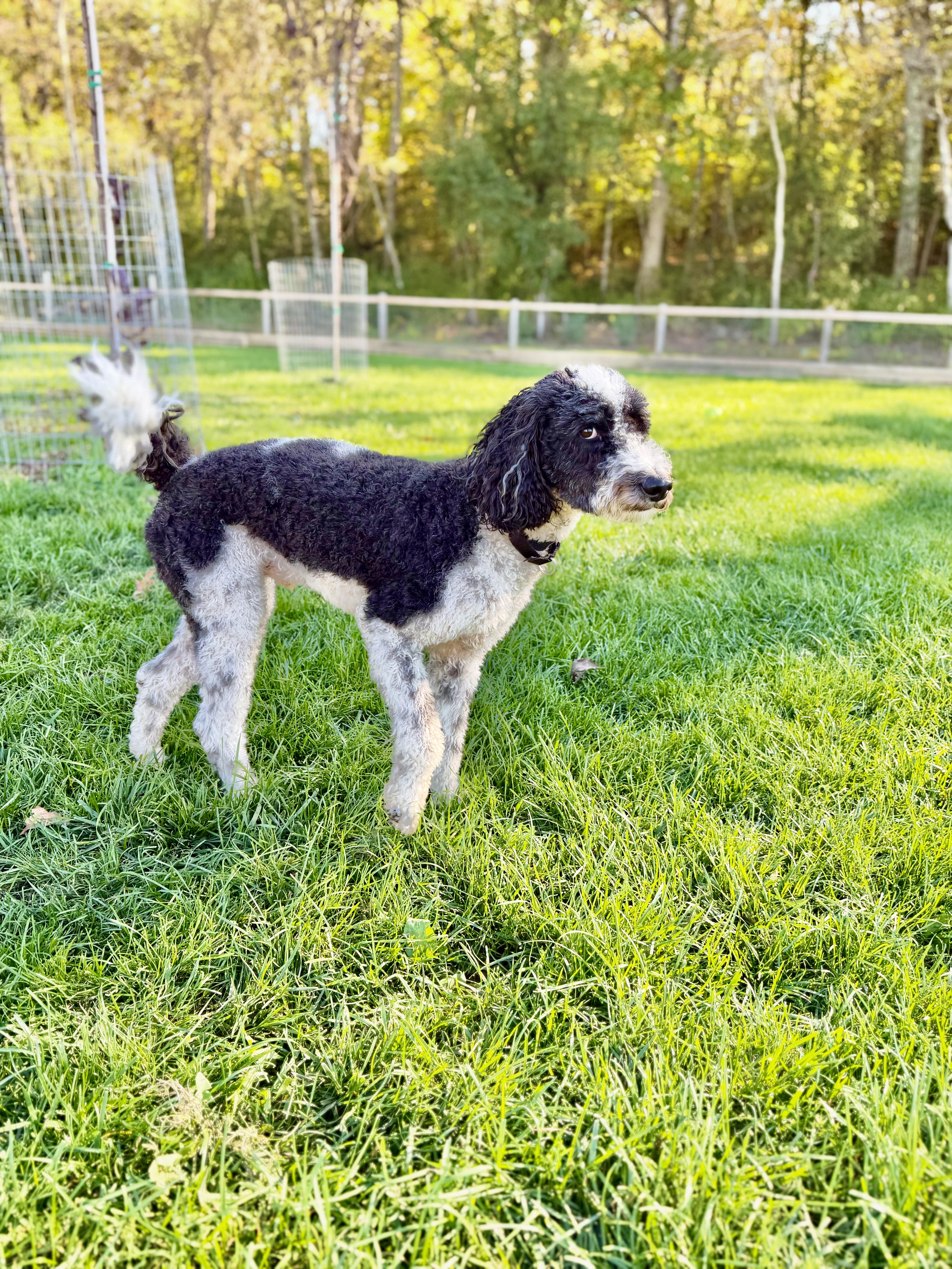 Enlarge Chip, a Adoptable mixed breed in Waukesha , WI image 4/5