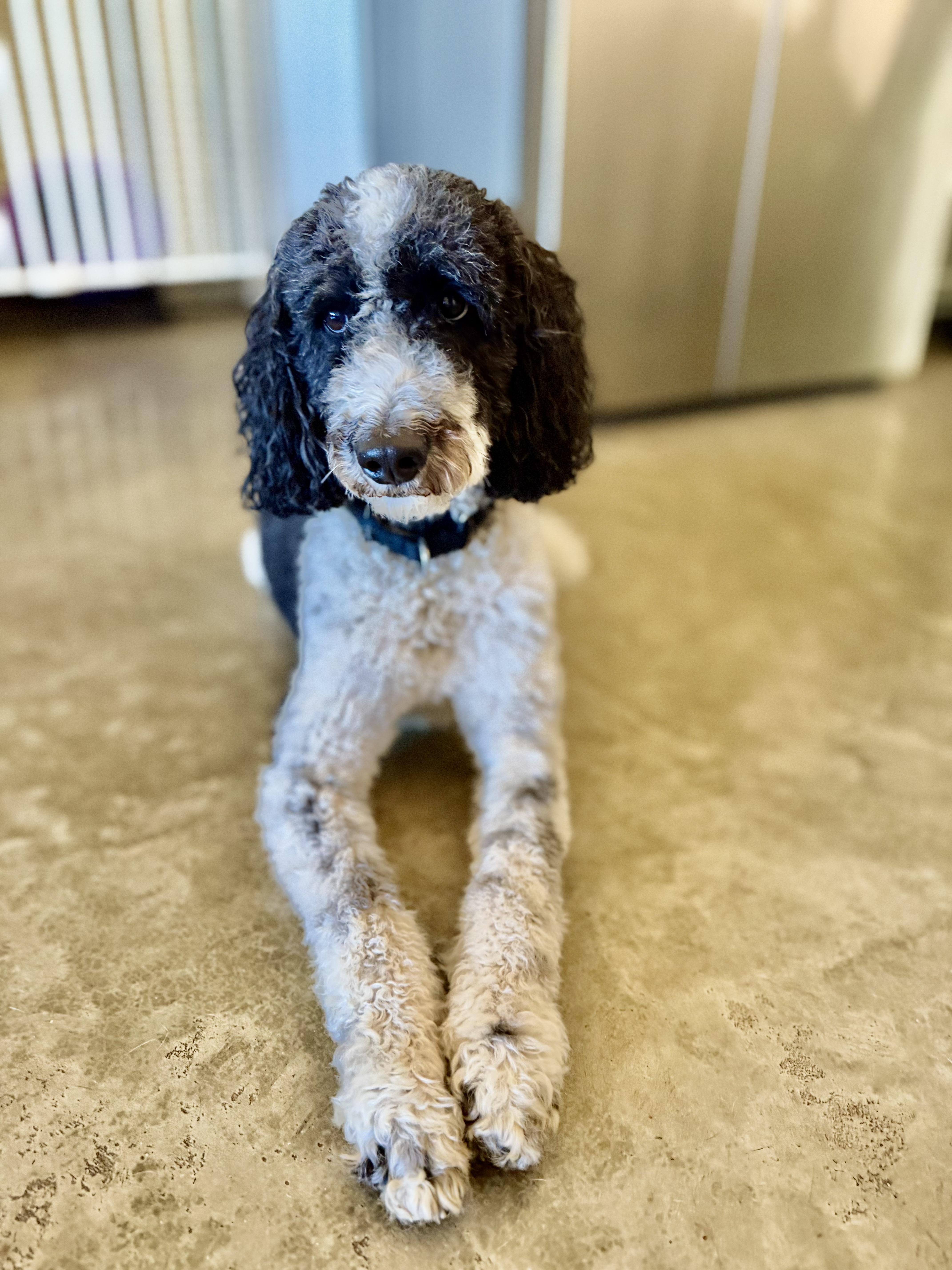 Enlarge Chip, a Adoptable mixed breed in Waukesha , WI image 3/5