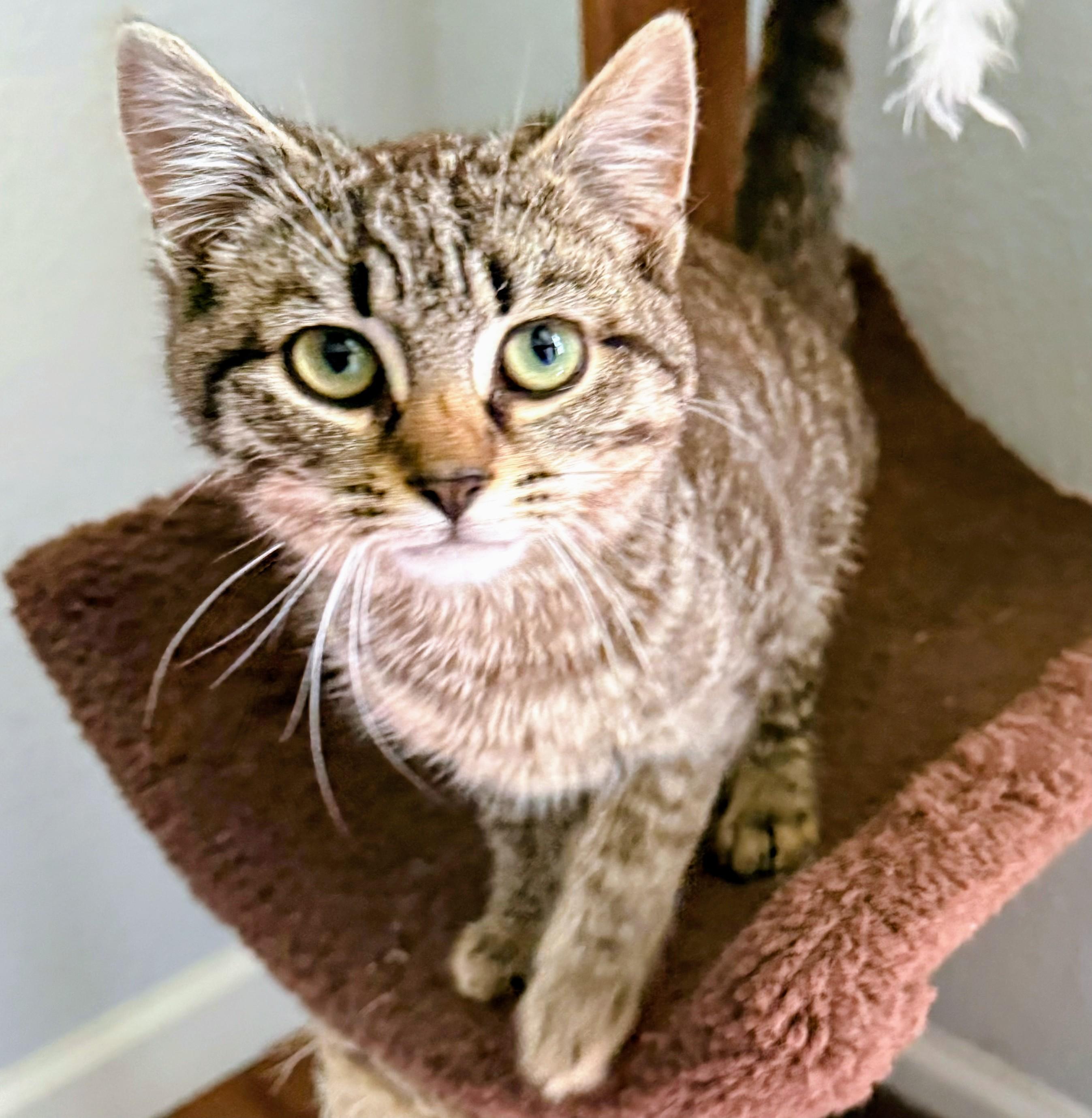 Jynx, adopted, Young Male Domestic Short Hair.