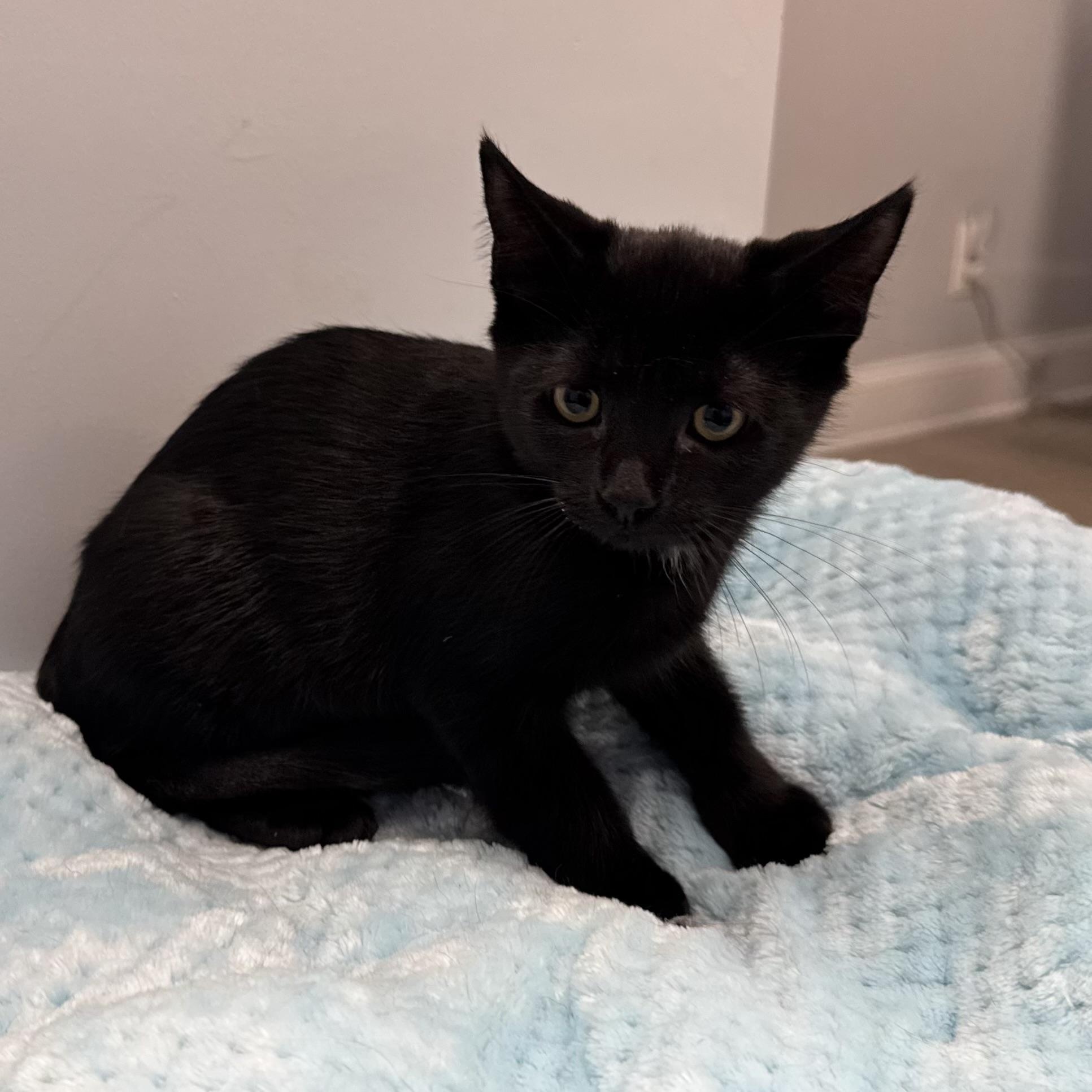 Rosalie, Adoptable, Kitten Female Domestic Short Hair.