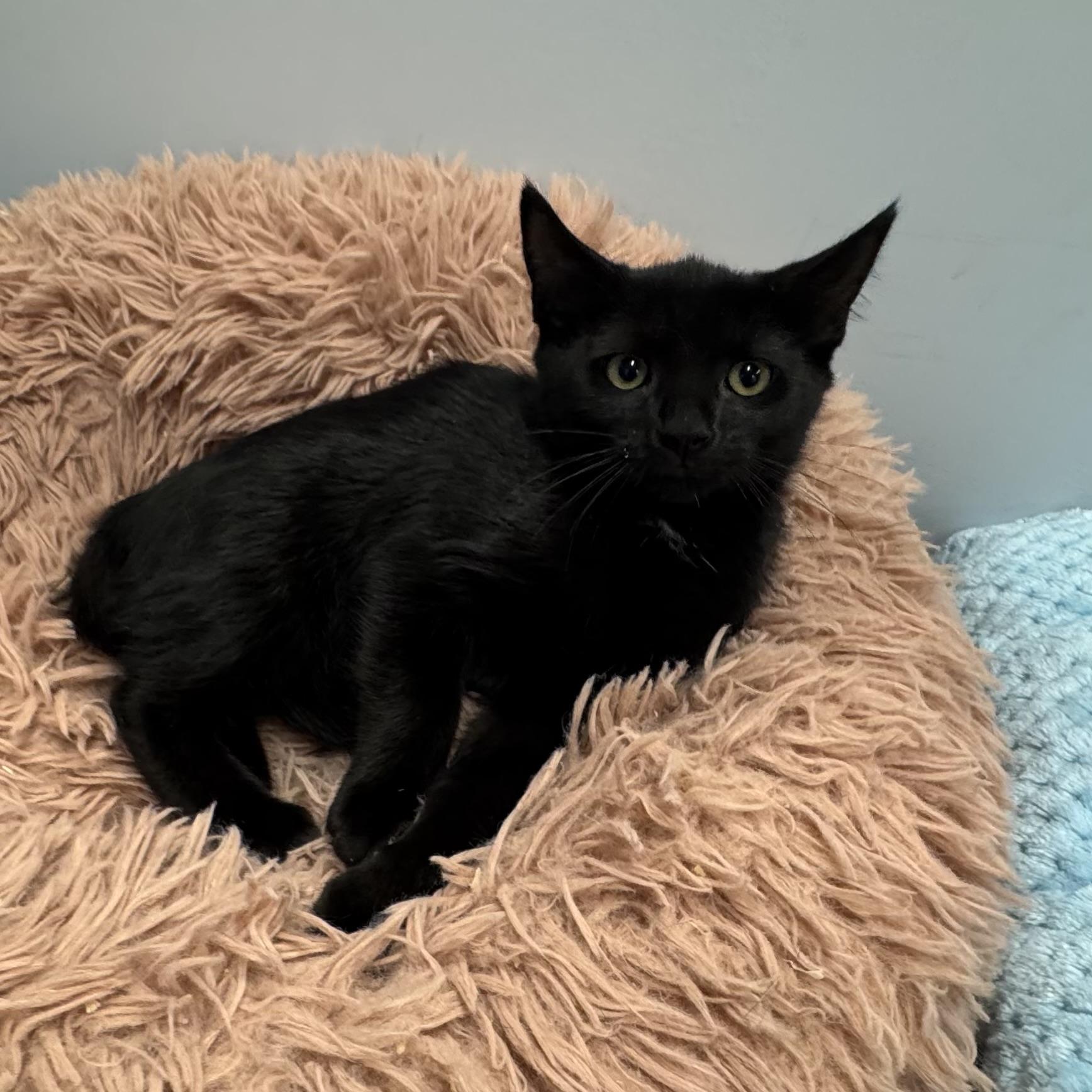 Enlarge Rosalie, a Adoptable Domestic Short Hair in East Northport, NY image 2/3