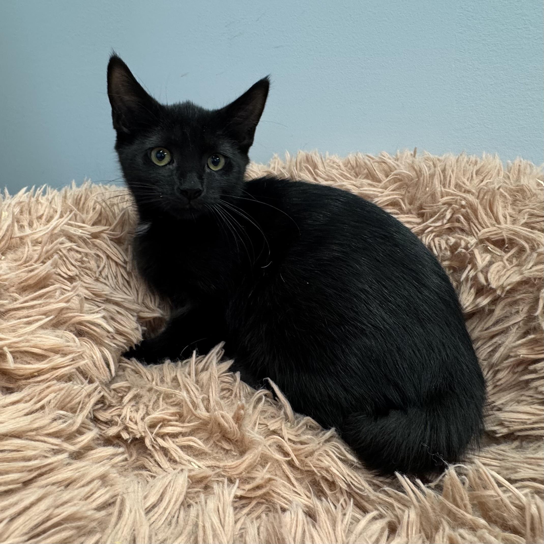 Enlarge Rosalie, a Adoptable Domestic Short Hair in East Northport, NY image 3/3