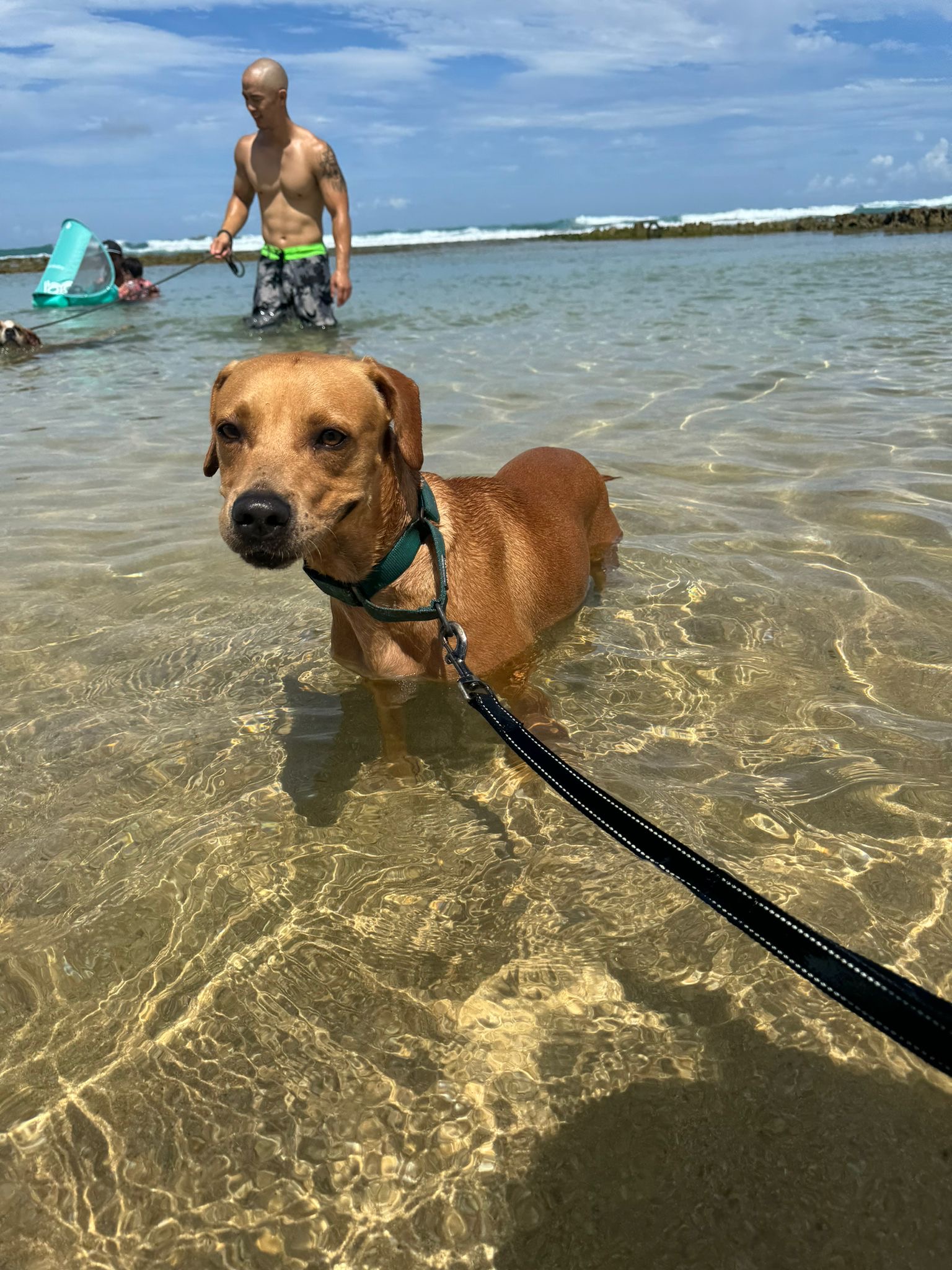 Enlarge Coconut, a Adoptable Mixed Breed in Loiza, PR image 1/6