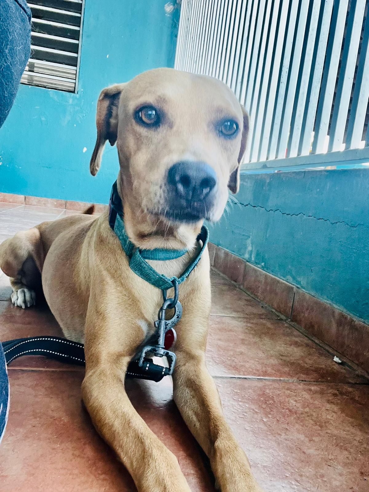 Enlarge Coconut, a Adoptable Mixed Breed in Loiza, PR image 2/6