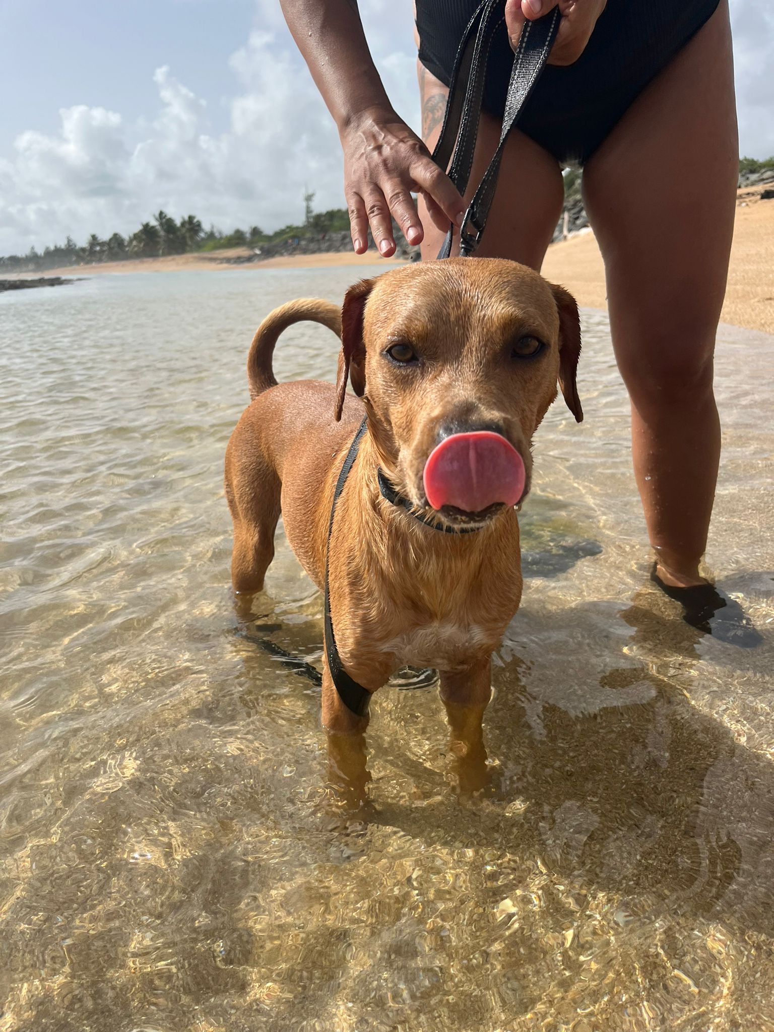 Enlarge Coconut, a Adoptable Mixed Breed in Loiza, PR image 3/6