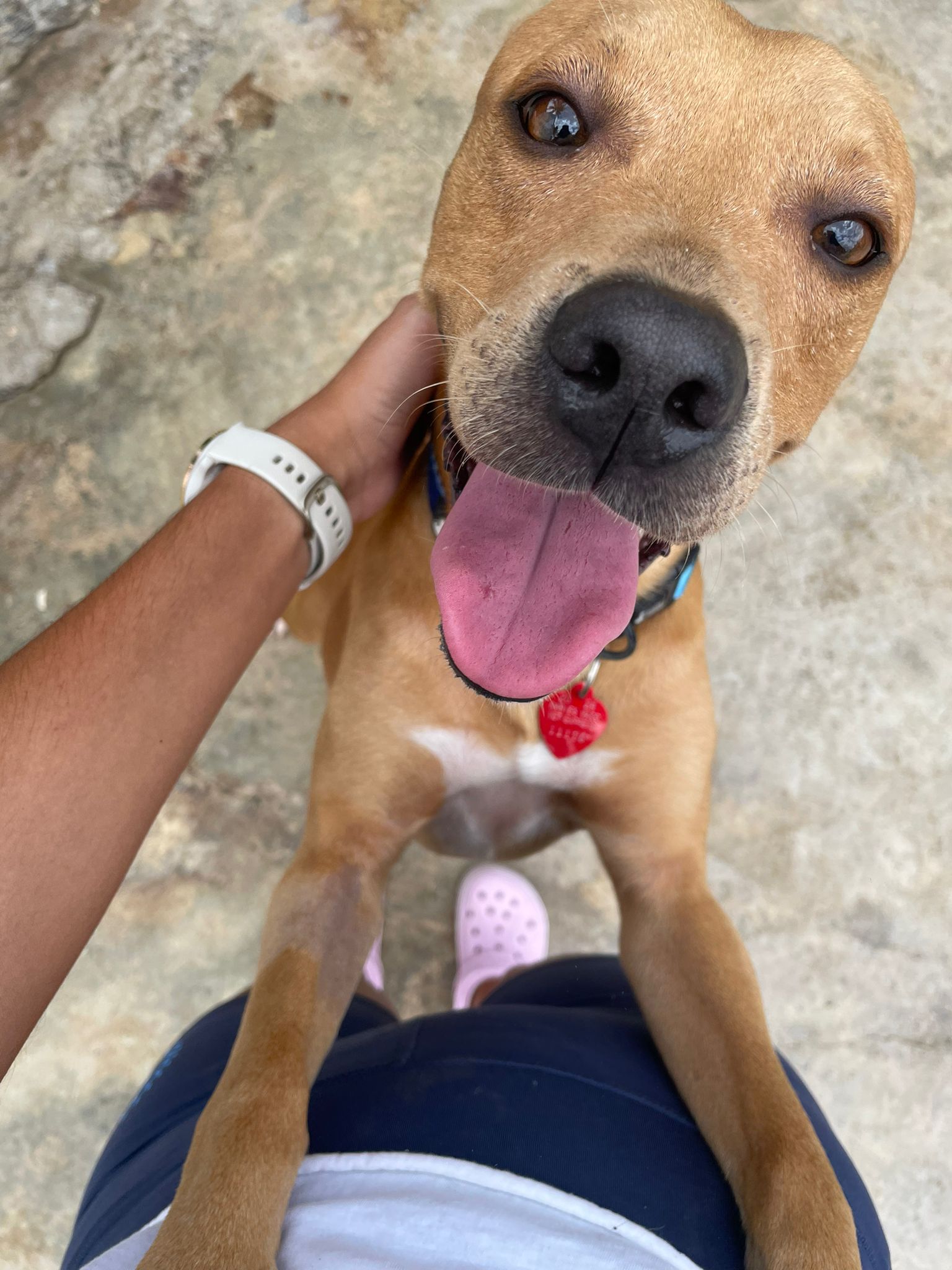 Enlarge Coconut, a Adoptable Mixed Breed in Loiza, PR image 5/6