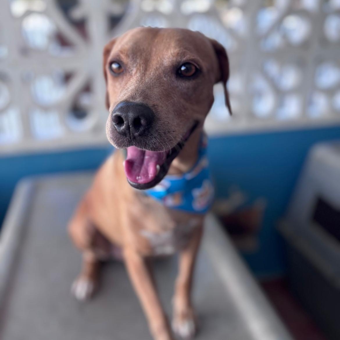 Enlarge Coconut, a Adoptable Mixed Breed in Loiza, PR image 1/5